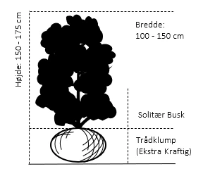 Duft-snebolle (vintergrøn) Viburnum X Burkwoodii Solitær busk 150-175 cm. høj,- 100-150 cm. bred., med trådklump Duft-snebolle (vintergrøn) Viburnum X Burkwoodii Solitær Busk 150-175 Cm. Høj,- 100-150 Cm. Bred., Med Trådklump -Plantetorvet 694 solitaer busk 150 175 cm hoej 100 150 cm bred med traadklump 4017