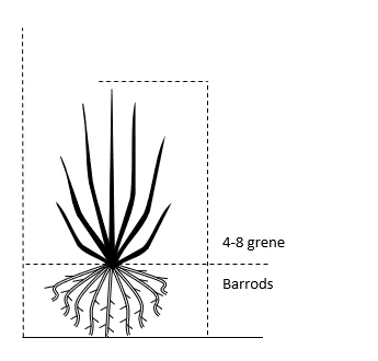 Ribs 'Jonkheer Van Tets' Ribes Rubrum 'Jonkheer Van Tets' Barrods,- 4-8 grene Ribs 'Jonkheer Van Tets' Ribes Rubrum 'Jonkheer Van Tets' Barrods,- 4-8 Grene -Plantetorvet 700 barrods 4 8 grene 6ceb