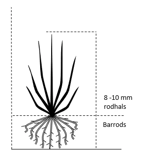Sommer Hindbær 'Algonquin' Rubus Idaeus 'Algonquin' Barrods,- 8-10 mm. rodhals. Sommer Hindbær 'Algonquin' Rubus Idaeus 'Algonquin' Barrods,- 8-10 Mm. Rodhals. -Plantetorvet 701 barrods 8 10 mm rodhals 5f3a