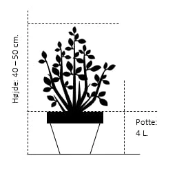 Opstammet Japansk Ahorn 'Garnet' Acer Palmatum Dissectum 'Garnet' Potte 4,0 liter,- 40-50 cm. Opstammet Japansk Ahorn 'Garnet' Acer Palmatum Dissectum 'Garnet' Potte 4,0 Liter,- 40-50 Cm. -Plantetorvet 713 potte 4 0 liter 40 50 cm 998e 2