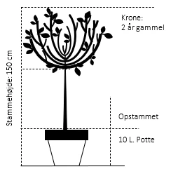 Kirsebærlaurbær 'Otto Luyken' Prunus Laurocerasus 'Otto Luyken' Opstammet 150 cm. 10 liter potte,- 2 års krone Kirsebærlaurbær 'Otto Luyken' Prunus Laurocerasus 'Otto Luyken' Opstammet 150 Cm. 10 Liter Potte,- 2 års Krone -Plantetorvet 735 opstammet 150 cm 10 liter potte 2 aars krone d99f
