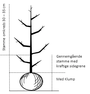 Pære 'Gråpære' Pyrus Communis 'Gråpære' Gennemgående stamme, med kraftige sidegrene, 30-35 cm. omkreds, med klump Pære 'Gråpære' Pyrus Communis 'Gråpære' Gennemgående Stamme, Med Kraftige Sidegrene, 30-35 Cm. Omkreds, Med Klump -Plantetorvet 851 gennemgaaende stamme med kraftige sidegrene 30 35 cm omkreds med klump 59cf