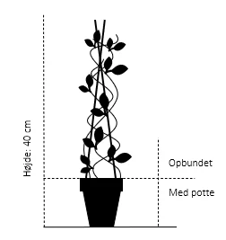 Tornfri Brombær 'Black Satin' Rubus Fruticosus 'Black Satin' Opbundet til ca. 40 cm., med potte Tornfri Brombær 'Black Satin' Rubus Fruticosus 'Black Satin' Opbundet Til Ca. 40 Cm., Med Potte -Plantetorvet 856 opbundet til ca 40 cm med potte 83ca
