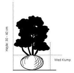Buksbom 'Norðîc® Chicagoland Green' Buxus 'Norðîc® Chicagoland Green' Med Klump,- 30-40 Cm. 3 Buksbom 'Norðîc® Chicagoland Green' Buxus 'Norðîc® Chicagoland Green' Med Klump,- 30-40 Cm. -Plantetorvet 88 med klump 30 40 cm d6cd 2