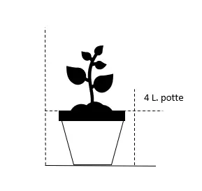 Fjeldribs 'Schmidt' - Ribes alpinum 'Schmidt' - Hækplanter Fjeldribs 'Schmidt' - Ribes Alpinum 'Schmidt' - Hækplanter -Plantetorvet 895 4 liter potte dda2