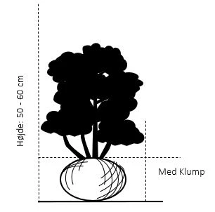 Taks 'Hillii' - Taxus media 'Hillii' - Hækplanter Taks 'Hillii' - Taxus Media 'Hillii' - Hækplanter -Plantetorvet 90 med klump 50 60 cm 8425 3