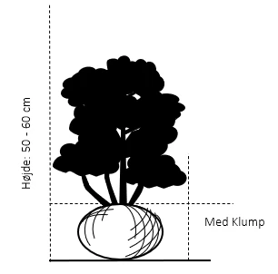 Kirsebærlaurbær 'Prufon' Prunus Laurocerasus 'Prufon' Med klump,- 50-60 cm. Kirsebærlaurbær 'Prufon' Prunus Laurocerasus 'Prufon' Med Klump,- 50-60 Cm. -Plantetorvet 90 med klump 50 60 cm 8425