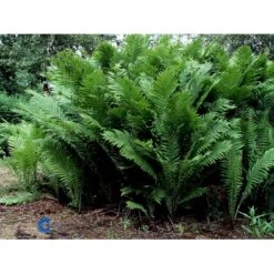 Kurvebregne Matteuccia Struthiopteris 1 Liter Potte -Plantetorvet fi10526 matteuccia struthiopteris 166a