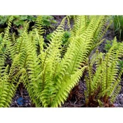 Kurvebregne Matteuccia Struthiopteris 1 Liter Potte -Plantetorvet fi10526 matteuccia struthiopteris d2e1