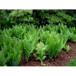 Kurvebregne Matteuccia Struthiopteris 1 Liter Potte -Plantetorvet fi10526 matteuccia struthiopteris f654