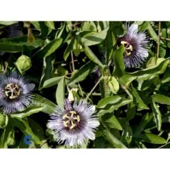 Passionsblomst Passiflora Caerulea Potte 2,0 Liter,- Opbundet 6 Passionsblomst Passiflora Caerulea Potte 2,0 Liter,- Opbundet -Plantetorvet fi11044 passiflora caerulea 6040