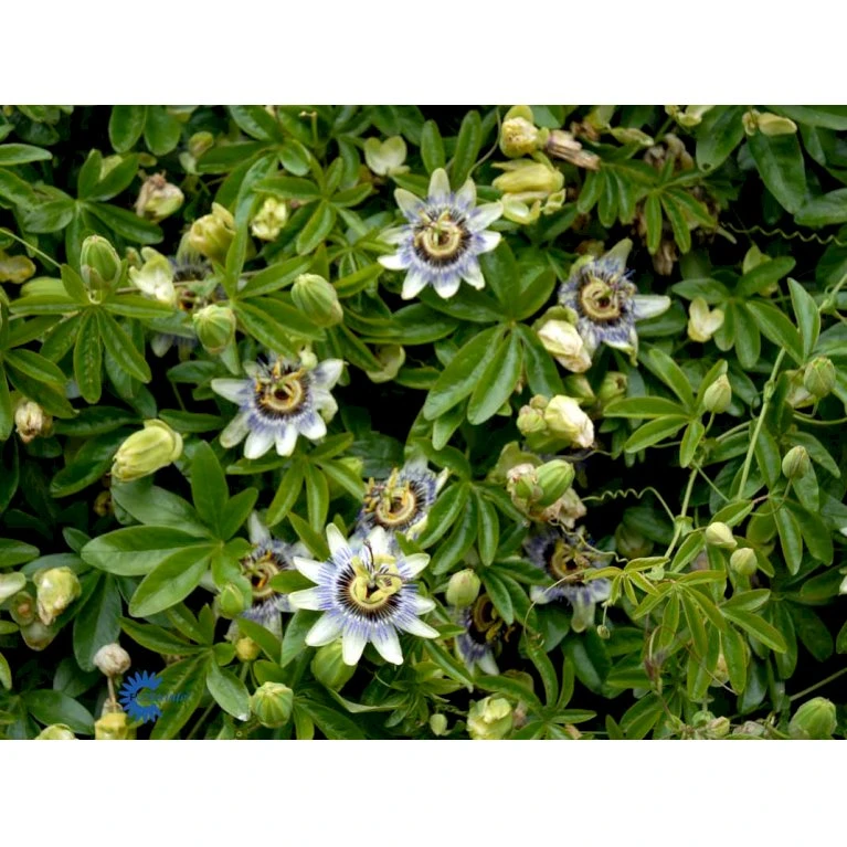 Passionsblomst Passiflora Caerulea Potte 2,0 liter,- Opbundet Passionsblomst Passiflora Caerulea Potte 2,0 Liter,- Opbundet -Plantetorvet fi11044 passiflora caerulea 6f7e
