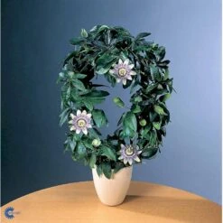 Passionsblomst Passiflora Caerulea Potte 2,0 Liter,- Opbundet 9 Passionsblomst Passiflora Caerulea Potte 2,0 Liter,- Opbundet -Plantetorvet fi11044 passiflora caerulea 84ff