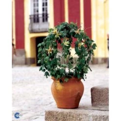 Passionsblomst Passiflora Caerulea Potte 2,0 Liter,- Opbundet 10 Passionsblomst Passiflora Caerulea Potte 2,0 Liter,- Opbundet -Plantetorvet fi11044 passiflora caerulea b693