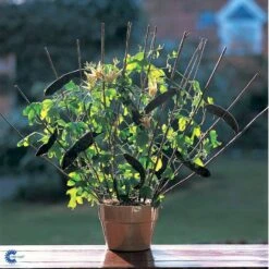 Passionsblomst Passiflora Caerulea Potte 2,0 Liter,- Opbundet 8 Passionsblomst Passiflora Caerulea Potte 2,0 Liter,- Opbundet -Plantetorvet fi11044 passiflora caerulea e590