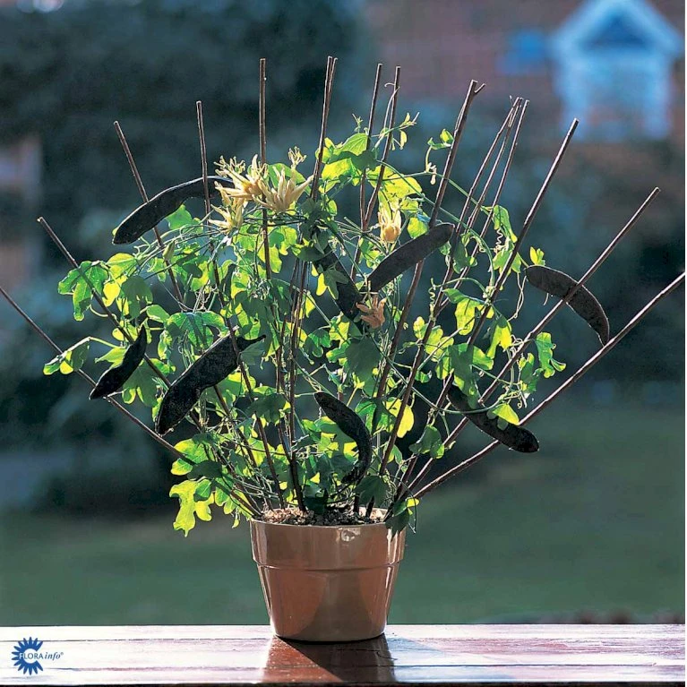 Passionsblomst Passiflora Caerulea Potte 2,0 liter,- Opbundet Passionsblomst Passiflora Caerulea Potte 2,0 Liter,- Opbundet -Plantetorvet fi11044 passiflora caerulea e590