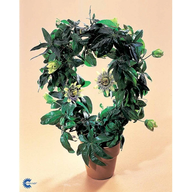 Passionsblomst Passiflora Caerulea Potte 2,0 liter,- Opbundet Passionsblomst Passiflora Caerulea Potte 2,0 Liter,- Opbundet -Plantetorvet fi11044 passiflora caerulea f5e8