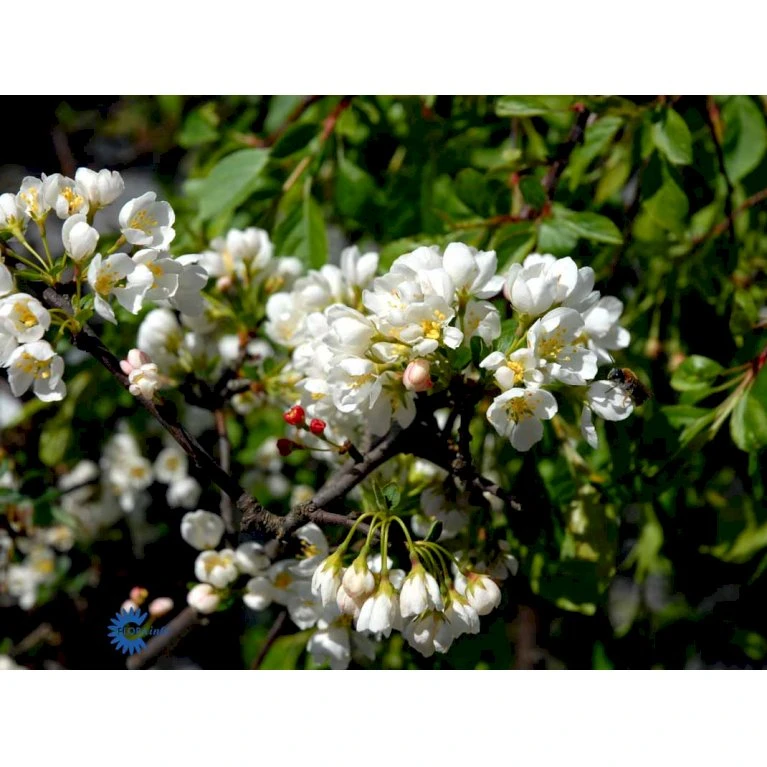 Paradisæble 'Fontana' Malus 'Fontana' Opstammet 120 cm. med potte Paradisæble 'Fontana' Malus 'Fontana' Opstammet 120 Cm. Med Potte -Plantetorvet fi110 malus fontana da0e