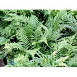 Engelsød Polypodium Vulgare 10 Cm. Potte -Plantetorvet fi11498 polypodium vulgare 6b4e