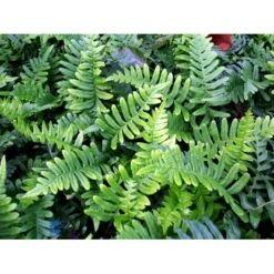 Engelsød Polypodium Vulgare 10 Cm. Potte -Plantetorvet fi11498 polypodium vulgare 8378