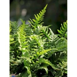 Engelsød Polypodium Vulgare 10 Cm. Potte -Plantetorvet fi11498 polypodium vulgare a443