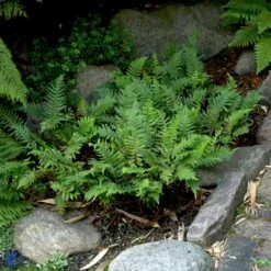 Engelsød Polypodium Vulgare 10 Cm. Potte -Plantetorvet fi11498 polypodium vulgare acff