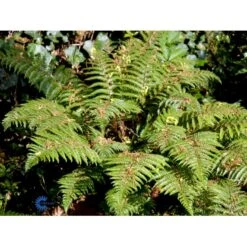 Japansk Skjoldbregne Polystichum Polyblepharum 1 Liter Potte 4 Japansk Skjoldbregne Polystichum Polyblepharum 1 Liter Potte -Plantetorvet fi11514 polystichum polyblepharum 168b