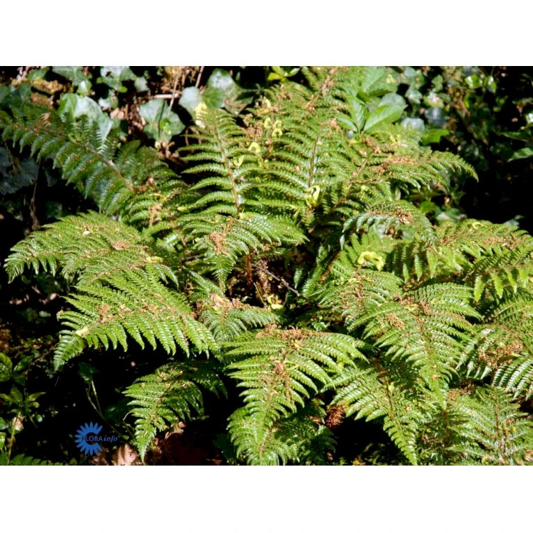 Japansk Skjoldbregne Polystichum Polyblepharum 1 liter potte Japansk Skjoldbregne Polystichum Polyblepharum 1 Liter Potte -Plantetorvet fi11514 polystichum polyblepharum 168b