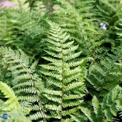 Mosbregne Polystichum Setiferum 'Proliferum' 10 Cm. Potte 6 Mosbregne Polystichum Setiferum 'Proliferum' 10 Cm. Potte -Plantetorvet fi11520 polystichum setiferum proliferum 8ccf
