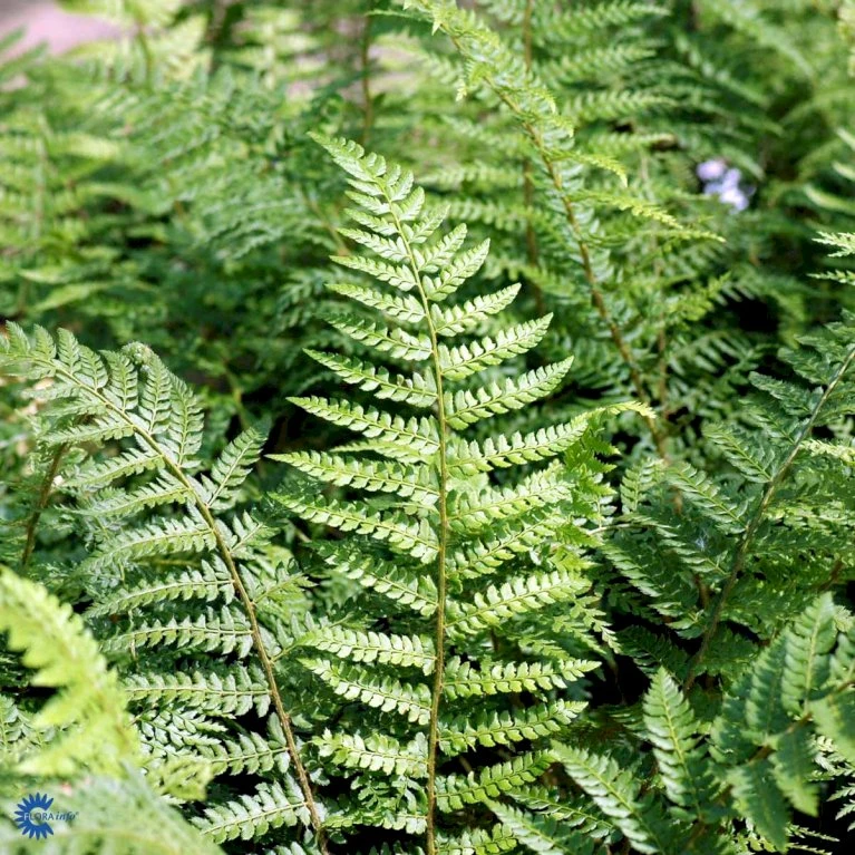 Mosbregne Polystichum Setiferum 'Proliferum' 10 cm. potte Mosbregne Polystichum Setiferum 'Proliferum' 10 Cm. Potte -Plantetorvet fi11520 polystichum setiferum proliferum 8ccf