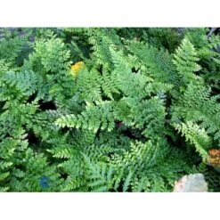 Mosbregne Polystichum Setiferum 'Proliferum' 10 Cm. Potte 7 Mosbregne Polystichum Setiferum 'Proliferum' 10 Cm. Potte -Plantetorvet fi11520 polystichum setiferum proliferum aacd