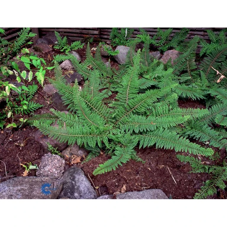 Mosbregne Polystichum Setiferum 'Proliferum' 10 cm. potte Mosbregne Polystichum Setiferum 'Proliferum' 10 Cm. Potte -Plantetorvet fi11520 polystichum setiferum proliferum b850