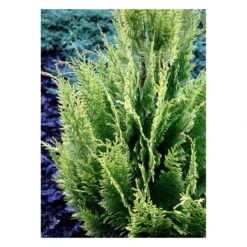 Cypres 'Ivonne' - Chamaecyparis Lawsoniana 'Ivonne' - Hækplanter -Plantetorvet fi1163 chamaecyparis laws ivonne 437d