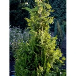 Cypres 'Ivonne' Chamaecyparis Lawsoniana 'Ivonne' Med Klump,- 80-100 Cm. 10 Cypres 'Ivonne' Chamaecyparis Lawsoniana 'Ivonne' Med Klump,- 80-100 Cm. -Plantetorvet fi1163 chamaecyparis laws ivonne 7d70 1