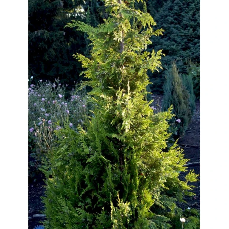 Cypres 'Ivonne' Chamaecyparis Lawsoniana 'Ivonne' Med klump,- 80-100 cm. Cypres 'Ivonne' Chamaecyparis Lawsoniana 'Ivonne' Med Klump,- 80-100 Cm. -Plantetorvet fi1163 chamaecyparis laws ivonne 7d70 1