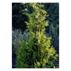 Cypres 'Ivonne' - Chamaecyparis Lawsoniana 'Ivonne' - Hækplanter -Plantetorvet fi1163 chamaecyparis laws ivonne 7d70