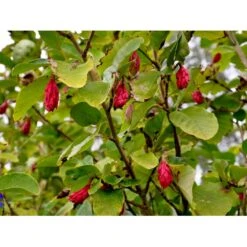 Paradisæble 'Hesse' Malus Sieboldii 'Hesse' 4-8 Grene, 150-200 Cm. 10 Liter Potte (A-2) -Plantetorvet fi13495 magnolia sieboldii 28b7