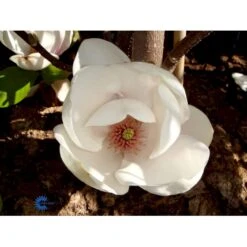 Paradisæble 'Hesse' Malus Sieboldii 'Hesse' 4-8 Grene, 150-200 Cm. 10 Liter Potte (A-2) -Plantetorvet fi13495 magnolia sieboldii 4d23