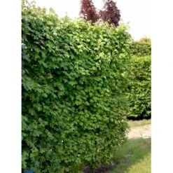 Naur Acer Campestre Solitær Busk 150-200 Cm. Høj,- 60-100 Cm. Bred. 9 Naur Acer Campestre Solitær Busk 150-200 Cm. Høj,- 60-100 Cm. Bred. -Plantetorvet fi13628 acer campestre 5b8d