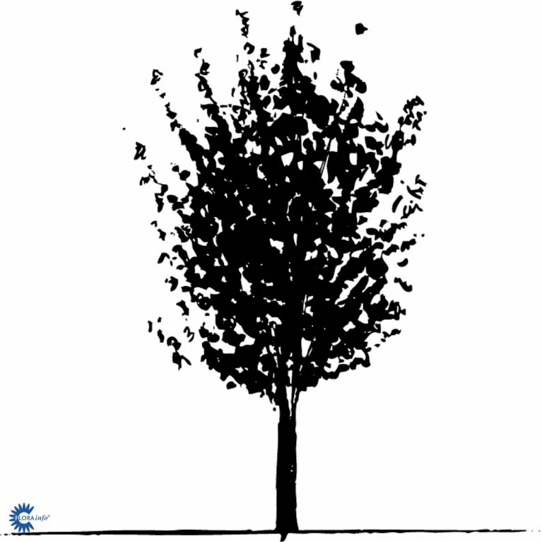 Naur Acer Campestre Solitær busk 150-200 cm. høj,- 60-100 cm. bred. Naur Acer Campestre Solitær Busk 150-200 Cm. Høj,- 60-100 Cm. Bred. -Plantetorvet fi13628 acer campestre 66aa