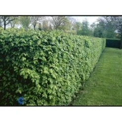 Naur Acer Campestre Solitær Busk 150-200 Cm. Høj,- 60-100 Cm. Bred. 7 Naur Acer Campestre Solitær Busk 150-200 Cm. Høj,- 60-100 Cm. Bred. -Plantetorvet fi13628 acer campestre 9fb6