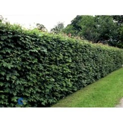 Naur Acer Campestre Solitær Busk 150-200 Cm. Høj,- 60-100 Cm. Bred. 8 Naur Acer Campestre Solitær Busk 150-200 Cm. Høj,- 60-100 Cm. Bred. -Plantetorvet fi13628 acer campestre c328