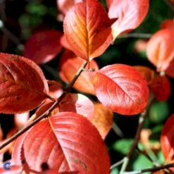 Storfrugtet Surbær Aronia Melanocarpa Solitær Busk 125-150 Cm., Med Klump -Plantetorvet fi13767 aronia melanocarpa 2ada