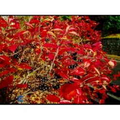 Storfrugtet Surbær Aronia Melanocarpa Solitær Busk 125-150 Cm., Med Klump -Plantetorvet fi13767 aronia melanocarpa 906f