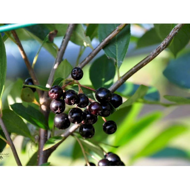 Storfrugtet Surbær 'Hugin' Aronia Melanocarpa 'Hugin' Potte 3,0 liter,- Opbundet Storfrugtet Surbær 'Hugin' Aronia Melanocarpa 'Hugin' Potte 3,0 Liter,- Opbundet -Plantetorvet fi13770 aronia melanocarpa hugin 42ef