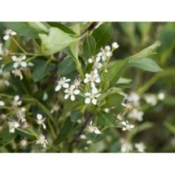 Storfrugtet Surbær 'Hugin' Aronia Melanocarpa 'Hugin' Potte 3,0 Liter,- Opbundet 6 Storfrugtet Surbær 'Hugin' Aronia Melanocarpa 'Hugin' Potte 3,0 Liter,- Opbundet -Plantetorvet fi13770 aronia melanocarpa hugin 9fb4