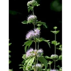 Blåskæg 'Kew Blue' Caryopteris Clandonensis 'Kew Blue' Potte 4,0 Liter,- 30-40 Cm. -Plantetorvet fi14205 caryopteris clandon kew blue 5fd6