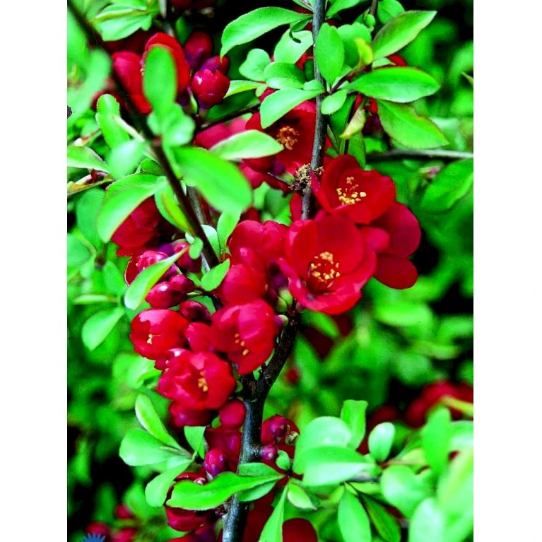 Japansk Kvæde 'Crimson And Gold' Chaenomeles Hyb. 'Crimson And Gold' 3,5 liter potte Japansk Kvæde 'Crimson And Gold' Chaenomeles Hyb. 'Crimson And Gold' 3,5 Liter Potte -Plantetorvet fi14255 chaenomeles hyb crimson and gold 4701