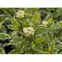 Hvidbroget Kornel 'Sibirica Variegata' Cornus Alba 'Sibirica Variegata' Potte 6,5 Liter 50-60 Cm. 4 Hvidbroget Kornel 'Sibirica Variegata' Cornus Alba 'Sibirica Variegata' Potte 6,5 Liter 50-60 Cm. -Plantetorvet fi14313 cornus alba sibirica variegata b7d8