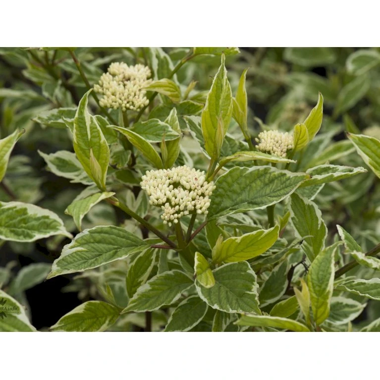 Hvidbroget Kornel 'Sibirica Variegata' Cornus Alba 'Sibirica Variegata' Potte 6,5 liter 50-60 cm. Hvidbroget Kornel 'Sibirica Variegata' Cornus Alba 'Sibirica Variegata' Potte 6,5 Liter 50-60 Cm. -Plantetorvet fi14313 cornus alba sibirica variegata b7d8